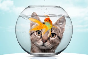 Cat looking at goldfish in  Fishbowl