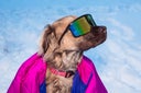 Winter Dog Wearing Wraparound Sunglasses, Snow Dog Wearing Coat, 1980s Fashion