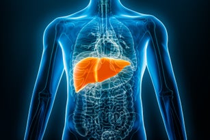 Xray anterior or front view of human liver 3D rendering illustration with male body contours. Anatomy, organ of digestive system, medical, biology, science, healthcare concepts.