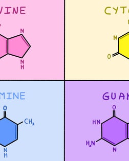 Nitrogenous bases of DNA
