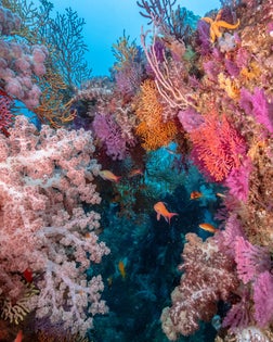 Colorful soft coral forest
