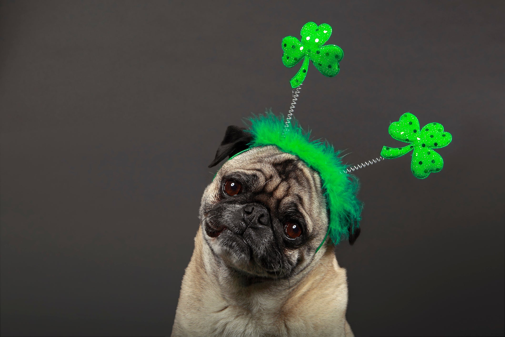 Happy St. Patrick's Day!