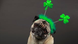 Happy St. Patrick's Day!