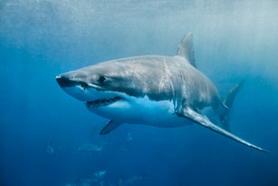 Great White Shark smile