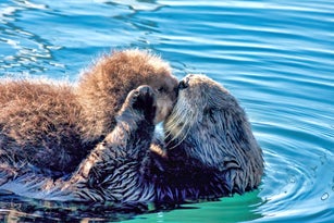 Mother sea otter with baby.