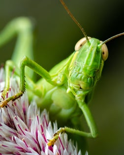 jack the Grasshopper