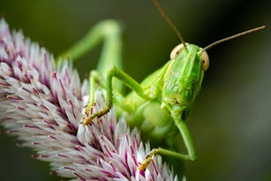jack the Grasshopper