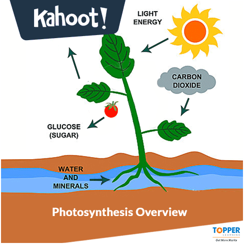 PHOTOSYNTHESIS - Kahoot! Quiz