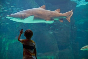 Boy admiring shark in aquarium