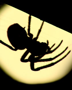 Big Spider in Backlit