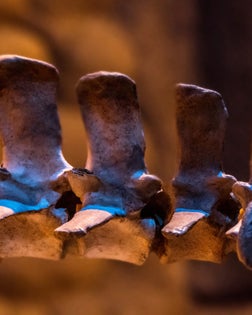 Skeleton of animal's spine