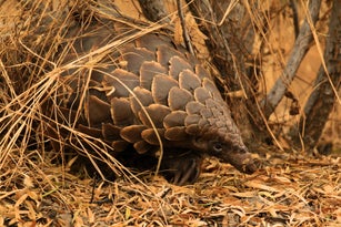 Pangolin in the Grass