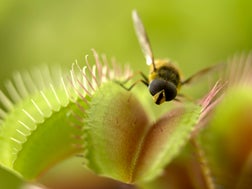 Close up of fly standing on venus flytrap