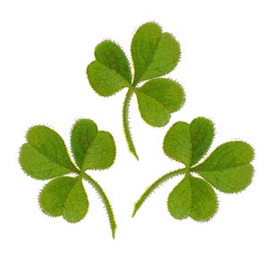 Old chromolithograph illustration of Botany, Oxalis floribunda