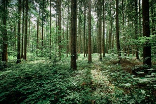 Trees Growing In Forest