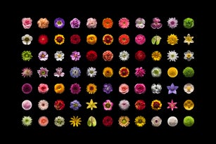 Flowers Top Shot Collection