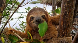 Happy sloth