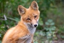 Red fox portrait in Alaska forest