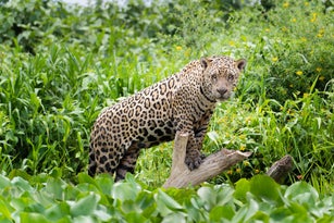 Jaguar (Panthera onca) in the Brazilian Pantanal