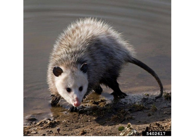 Mammals 2 - Kahoot! Quiz