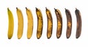Aging Process Of Banana On White Background