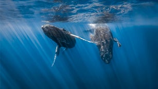 Humpback Whale
