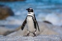 A Penguin standing on the rock at Boulders Beach Penguin Colony near Cape Town, South Africa