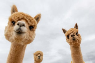 Female alpacas on a farm in Central Oregon
