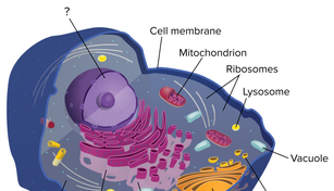 An animal cell with 13 labels, such as cell membrane, cytoplasm, and vesicle.