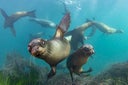 sealions1Nov18-22