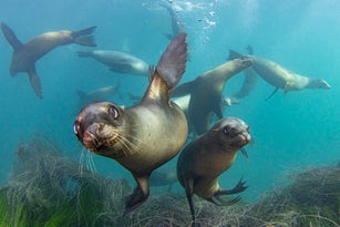 sealions1Nov18-22