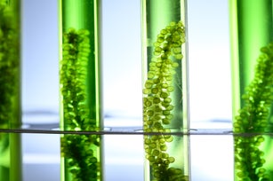 Close-Up Of Plants Seen Through Glass