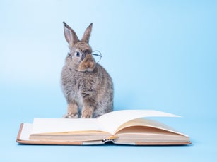Gray cute rabbit wearing glasses and sitting on blue background with the book.