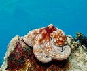 Caribbean reef Octopus (Phylum Mollusca), taken off Divetech, West Bay, Grand Cayman