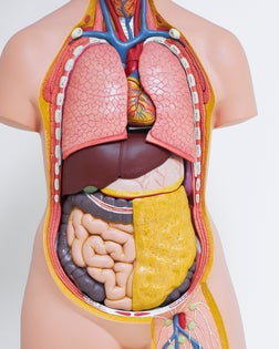 Human body anatomical model in the office