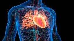Human Circulatory System Heart Anatomy