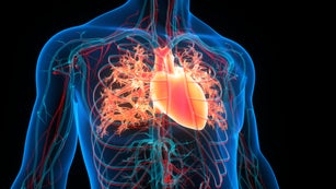 Human Circulatory System Heart Anatomy