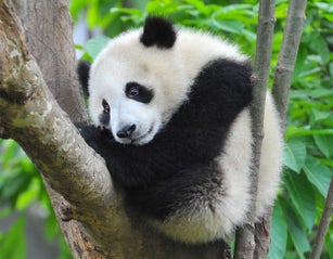 Young panda bear in tree