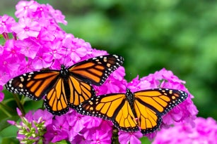 Monarch Love