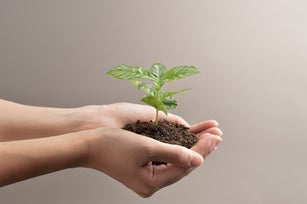 Woman's hands holds small green plant seedling
