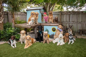 Large group of assorted dogs in a garden, Florida, USA