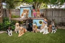 Large group of assorted dogs in a garden, Florida, USA