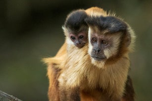 A mother Hooded Capuchin Monkey carries her baby on it’s back in the Pantanal, Brazil.