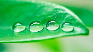 Sustainability, water drop and environment with leaf of trees for summer, forest and rain condensation. Growth, garden and spring with bubble of morning dew on plant for ecology, nature and conserve
