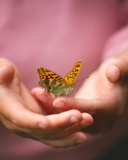 Gentle Hands Holding an Orange Butterfly in Nature