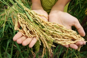 World food security, famine, Asia rice field