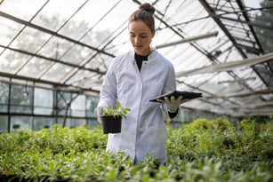 Scientist examining the growth of the plant at greenhouse