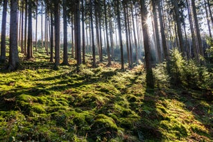 Sunbeam through a coniferous forest
