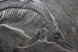 fish fossil part