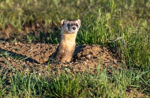 A Federally Endangered Black-footed Ferret on the Plains